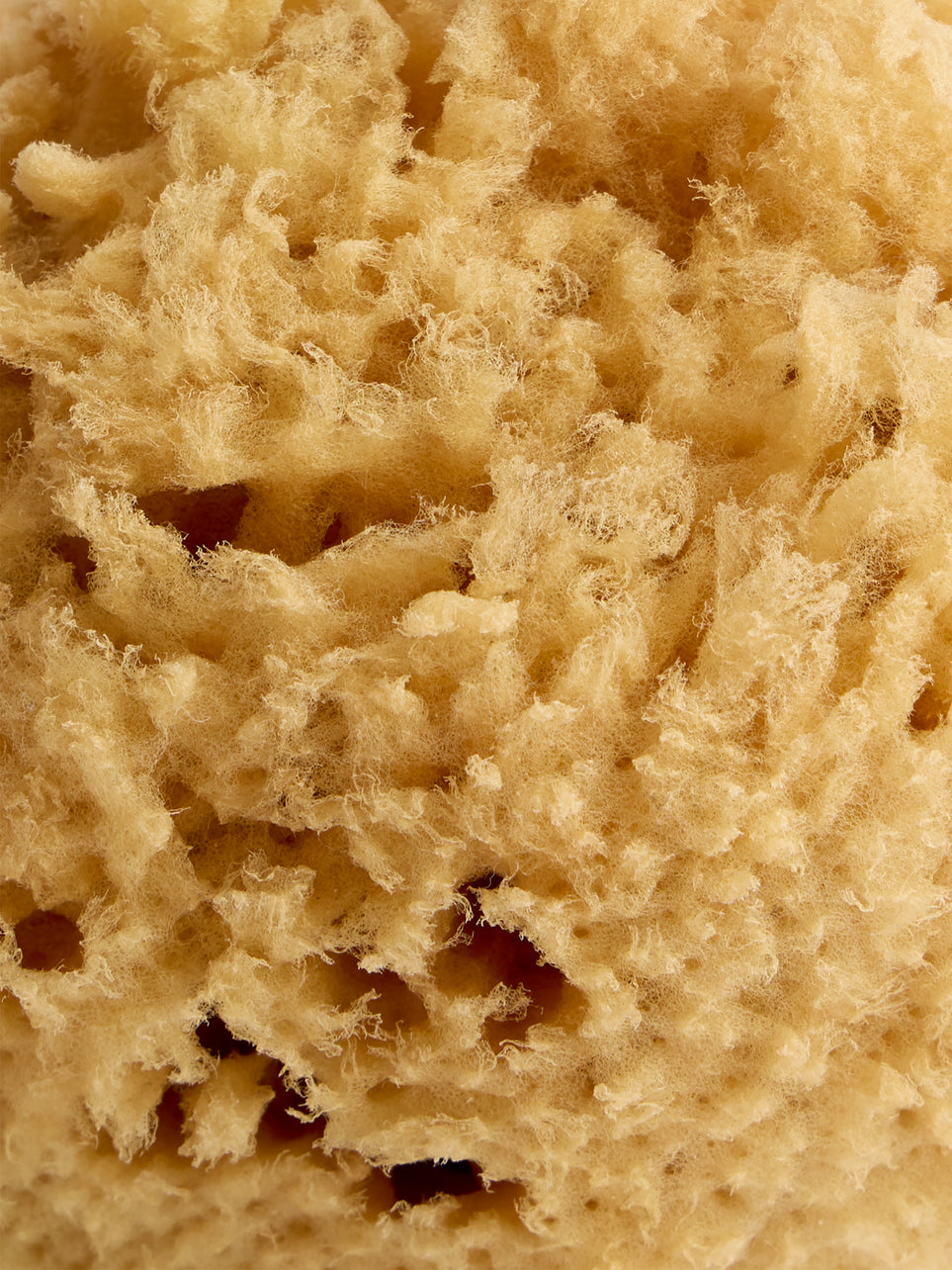 Natural soft sponge - For the body