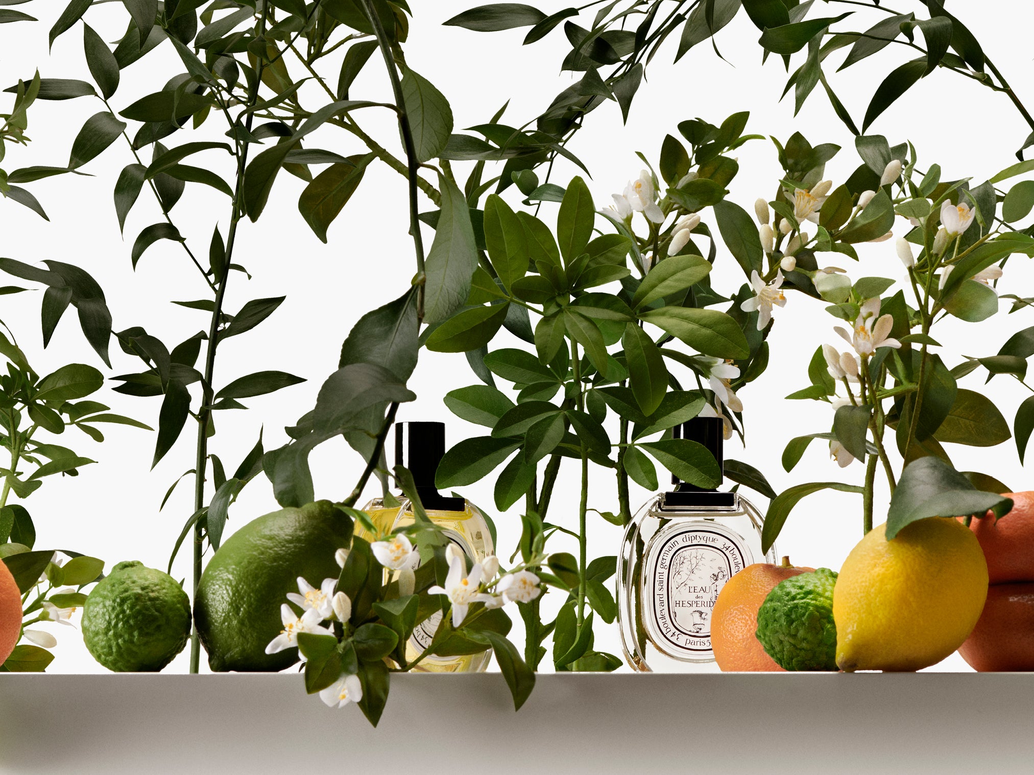 Bois Corsé (ボワコルセ) - オードパルファン – Diptyque Paris