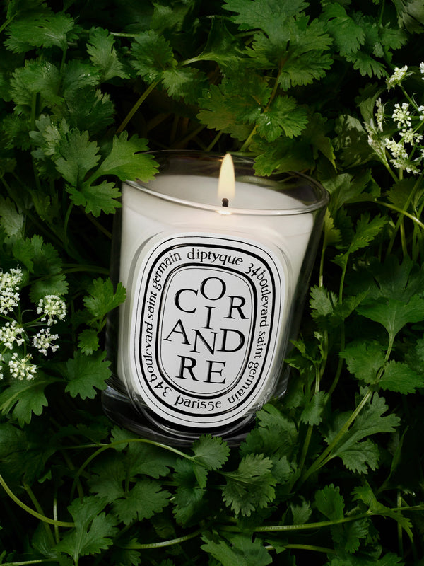 Coriandre (Coriander) - Classic Candle