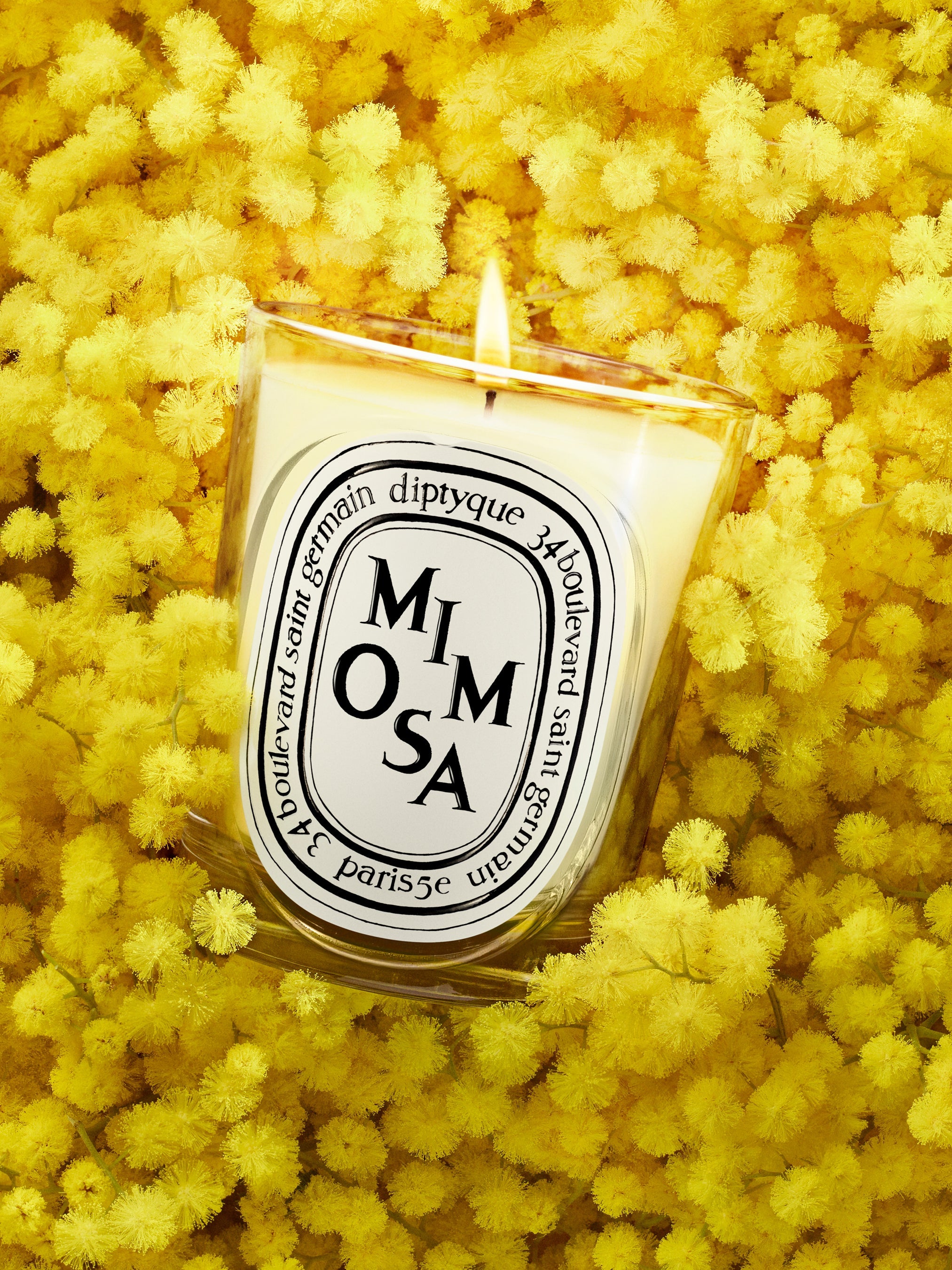 Mimosa (ミモザ) - クラシック キャンドル – Diptyque Paris