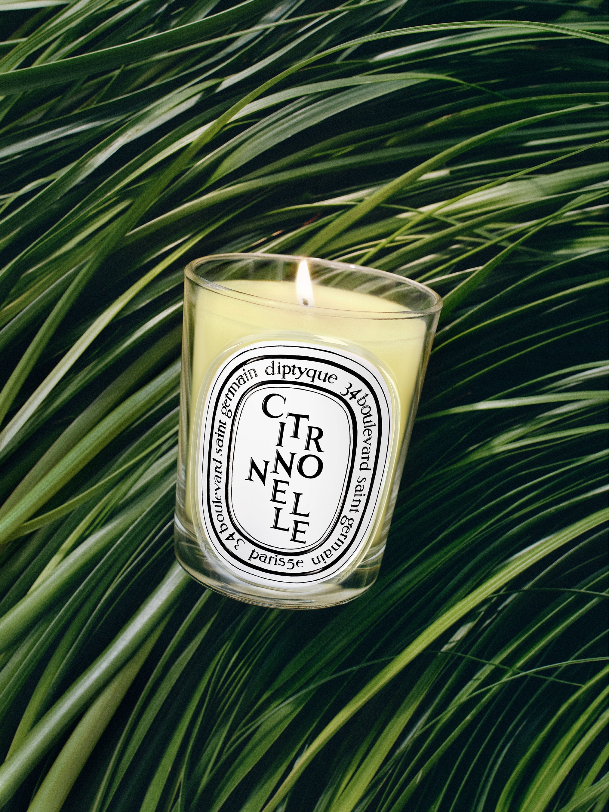 Citronnelle (シトロネル) - クラシックキャンドル – Diptyque Paris