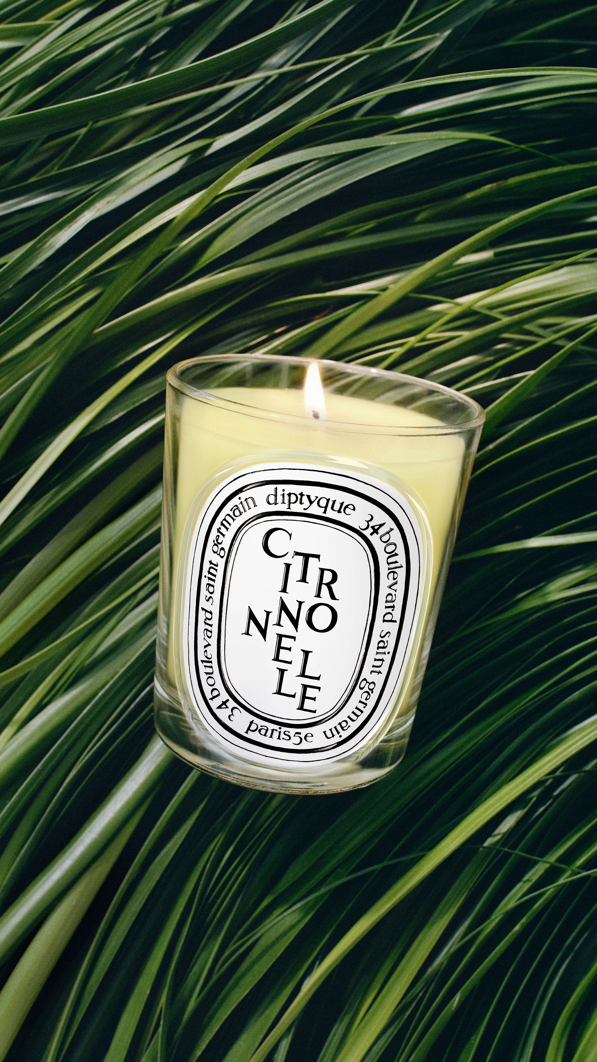 Citronnelle (シトロネル) - クラシックキャンドル – Diptyque Paris