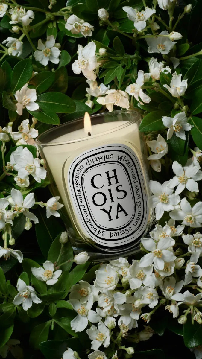 Choisya (ショワジャ) - クラシック キャンドル – Diptyque Paris Choisya (ショワジャ) - クラシック キャンドル – Diptyque Paris